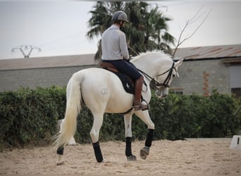 Spaans sportpaard, Merrie, 13 Jaar, 165 cm, Schimmel