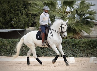 Spaans sportpaard, Merrie, 13 Jaar, 165 cm, Schimmel