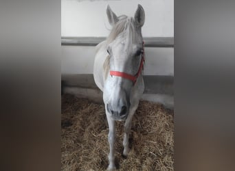 Spaans sportpaard, Merrie, 14 Jaar, 150 cm, Schimmel