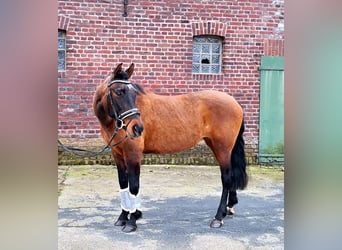 Spaans sportpaard Mix, Merrie, 14 Jaar, 152 cm, Brauner