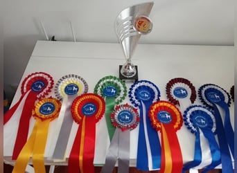 Spaans sportpaard, Merrie, 14 Jaar, 167 cm, Schimmel
