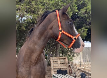 Spaans sportpaard, Merrie, 14 Jaar, 168 cm, Donkere-vos