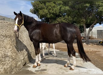 Spaans sportpaard, Merrie, 14 Jaar, 168 cm, Donkere-vos