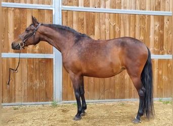 Spaans sportpaard, Merrie, 16 Jaar, 163 cm, Brauner