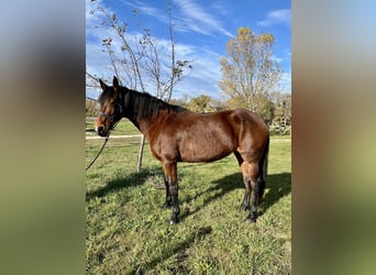 Spaans sportpaard, Merrie, 16 Jaar, 164 cm, Bruin