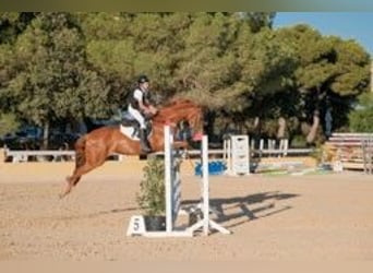 Spaans sportpaard, Merrie, 16 Jaar, Vos