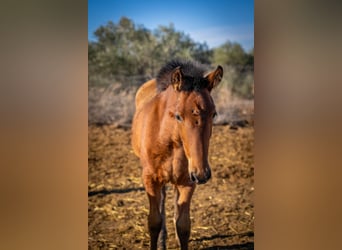 Spaans sportpaard Mix, Merrie, 1 Jaar, 130 cm, Bruin