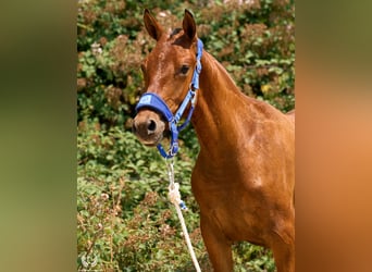 Spaans sportpaard, Merrie, 1 Jaar, 145 cm, Donkerbruin