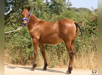 Spaans sportpaard, Merrie, 1 Jaar, 145 cm, Donkerbruin