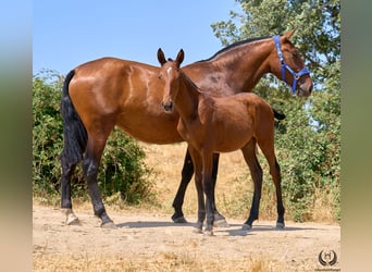 Spaans sportpaard, Merrie, 1 Jaar, 150 cm, Bruin