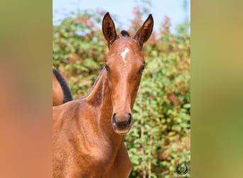 Spaans sportpaard, Merrie, 1 Jaar, 150 cm, Bruin