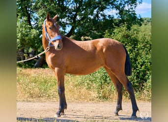 Spaans sportpaard, Merrie, 1 Jaar, 150 cm, Bruin