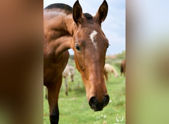 Spaans sportpaard, Merrie, 1 Jaar, 150 cm, Bruin