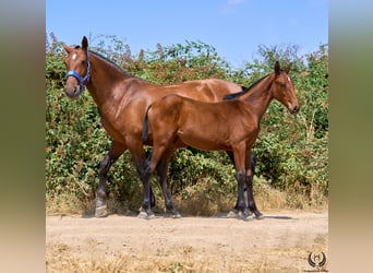 Spaans sportpaard, Merrie, 1 Jaar, 150 cm, Bruin