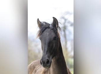 Spaans sportpaard, Merrie, 1 Jaar, 151 cm, Zwart