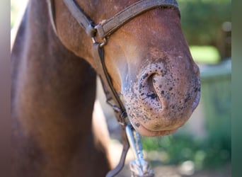 Spaans sportpaard, Merrie, 1 Jaar, 155 cm, Appaloosa