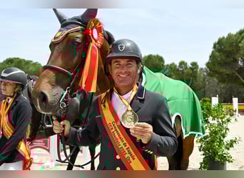 Spaans sportpaard, Merrie, 1 Jaar, Bruin