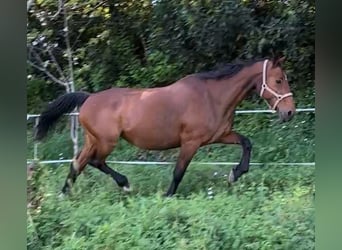 Spaans sportpaard, Merrie, 20 Jaar, Donkerbruin