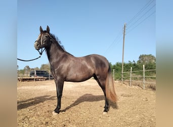 Spaans sportpaard Mix, Merrie, 2 Jaar, 130 cm, Zwartschimmel