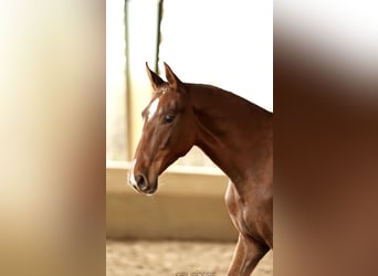 Spaans sportpaard, Merrie, 2 Jaar, 160 cm, Vos