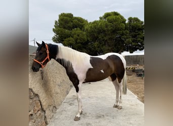 Spaans sportpaard, Merrie, 2 Jaar, 170 cm, Gevlekt-paard