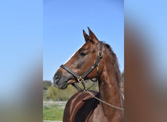Spaans sportpaard, Merrie, 3 Jaar, 154 cm, Donkere-vos