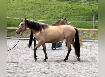 Spaans sportpaard, Merrie, 3 Jaar, 155 cm, Falbe