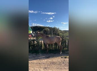 Spaans sportpaard, Merrie, 3 Jaar, 156 cm, Schimmel