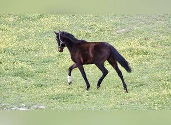 Spaans sportpaard, Merrie, 3 Jaar, 160 cm, Roodbruin