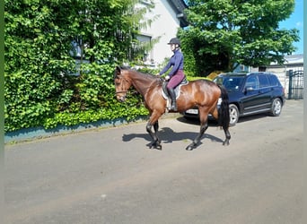 Spaans sportpaard, Merrie, 4 Jaar, 152 cm