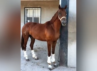 Spaans sportpaard, Merrie, 4 Jaar, 156 cm, Vos