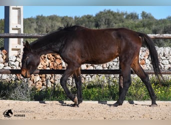 Spaans sportpaard, Merrie, 4 Jaar, 160 cm, Brauner