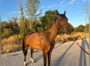 Spaans sportpaard, Merrie, 4 Jaar, 160 cm, Donkerbruin