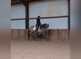 Spaans sportpaard, Merrie, 4 Jaar, 160 cm, kan schimmel zijn