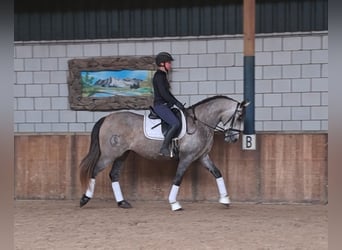 Spaans sportpaard, Merrie, 4 Jaar, 160 cm, kan schimmel zijn