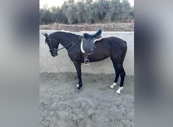 Spaans sportpaard, Merrie, 4 Jaar, 160 cm, Zwart