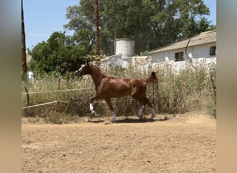 Spaans sportpaard, Merrie, 4 Jaar, 165 cm, Vos