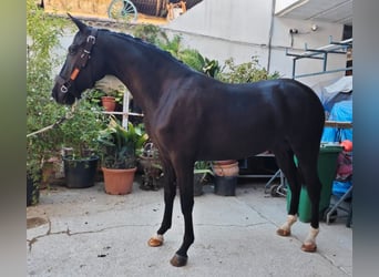 Spaans sportpaard, Merrie, 4 Jaar, 165 cm, Zwart