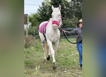 Spaans sportpaard Mix, Merrie, 4 Jaar, 168 cm, Cremello