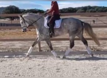 Spaans sportpaard, Merrie, 5 Jaar, 168 cm, Schimmel