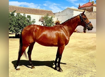 Spaans sportpaard, Merrie, 6 Jaar, 158 cm, Bruin