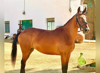 Spaans sportpaard, Merrie, 6 Jaar, 158 cm, Bruin