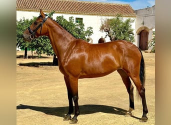 Spaans sportpaard, Merrie, 6 Jaar, 158 cm, Bruin