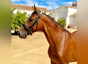 Spaans sportpaard, Merrie, 6 Jaar, 158 cm, Bruin