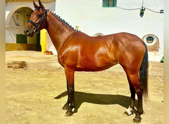 Spaans sportpaard, Merrie, 6 Jaar, 158 cm, Bruin