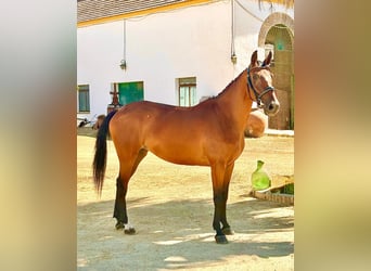 Spaans sportpaard, Merrie, 6 Jaar, 158 cm, Bruin