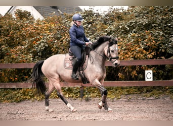 Spaans sportpaard, Merrie, 6 Jaar, 158 cm, Buckskin