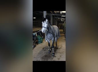 Spaans sportpaard, Merrie, 6 Jaar, 158 cm, kan schimmel zijn