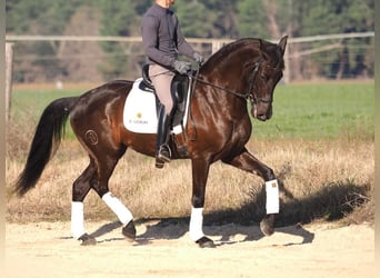 Spaans sportpaard, Merrie, 6 Jaar, 162 cm, Donkerbruin