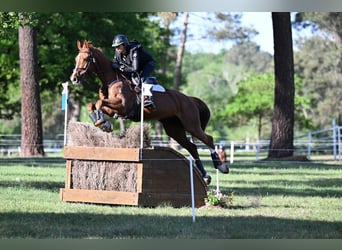 Spaans sportpaard, Merrie, 6 Jaar, 165 cm, Vos